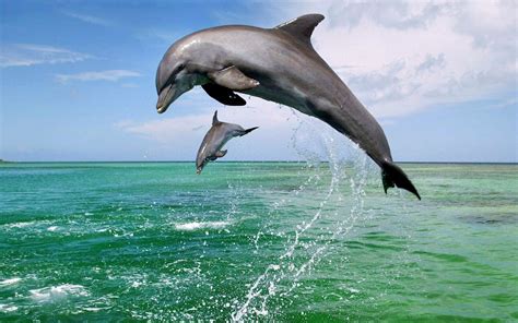 image de dauphin | Photo animaux, Bébés dauphins, Dauphin