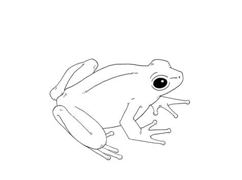 Brilliant Tips About How To Draw An Amphibian - Placemost