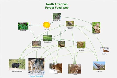 Diet and Food Chain - The Eastern Timber Wolf