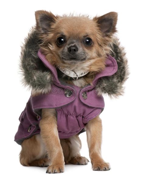 Related image | Ropa para chihuahuas, Ropa para perros chihuahua, Animales con ropa