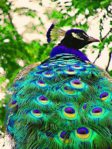 Paintings-of-Artists-Original-Unusual- Art: Painting Of Peacock Bird Closeup