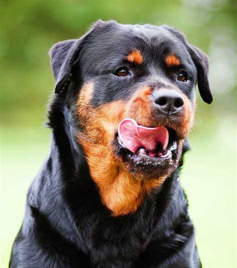 Best Dog Food For Rottweiler Adults And Seniors