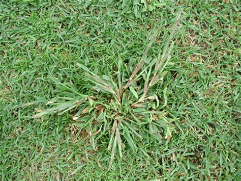 Crabgrass Identification – Types and Pictures - LawnsBesty