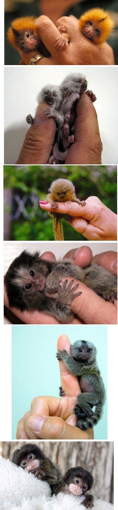 175 best images about Finger Monkey on Pinterest | Massage, Marmoset monkey for sale and Zoos