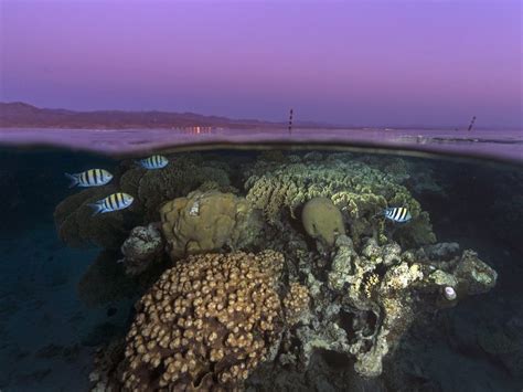 Coral reefs of Eilat, Red Sea | Smithsonian Photo Contest | Smithsonian Magazine