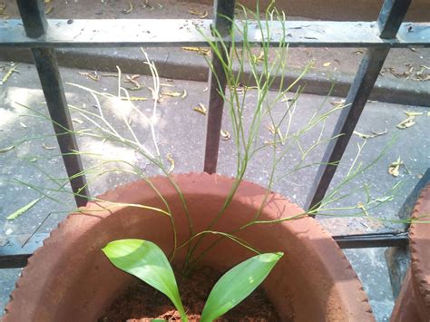 identification - What is this plant with no leaves and thin dividing ...