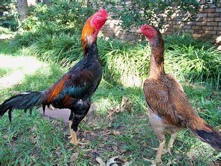 200 The gamecock ideas | game fowl, chicken breeds, rooster