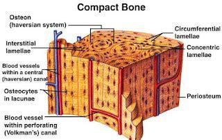 Difference between Compact bone and Spongy bone - MD