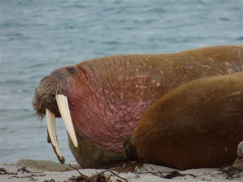 Ivory tusks grow on both male and female walrus. | Walrus, Animals, Arctic