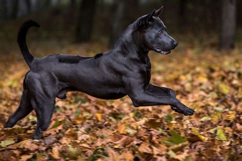 The Thai Ridgeback, a large part of this breed's origins was vermin ...