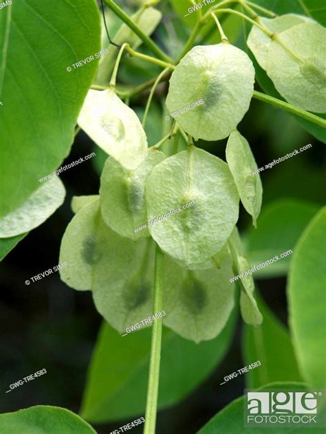 PTELEA TRIFOLIATA SEEDS COMMON HOP TREE, Stock Photo, Picture And Rights Managed Image. Pic. GWG ...