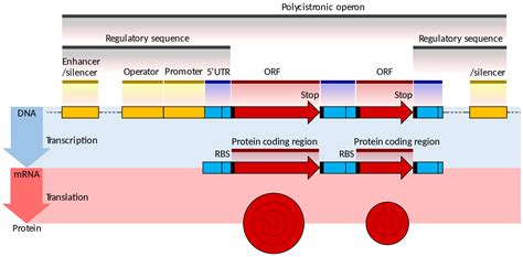 Gene Structure Of Eukaryotes