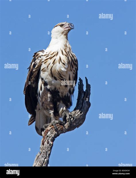 Juvenile Fish Eagle resting in tree, Kruger Park Stock Photo - Alamy