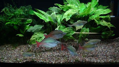 Cryptocoryne pontederiifolia — Florida Aquatic Nurseries