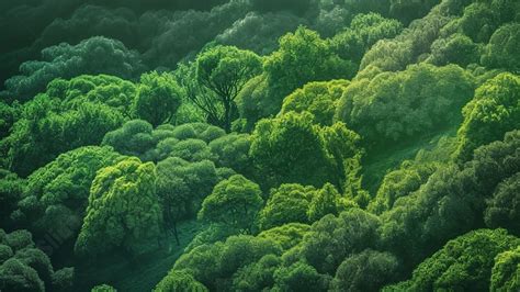 Nature Forest Nature Powerpoint Background For Free Download - Slidesdocs