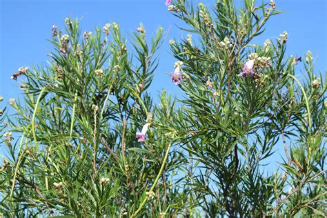 Texas native desert willow | Major Tree Farm