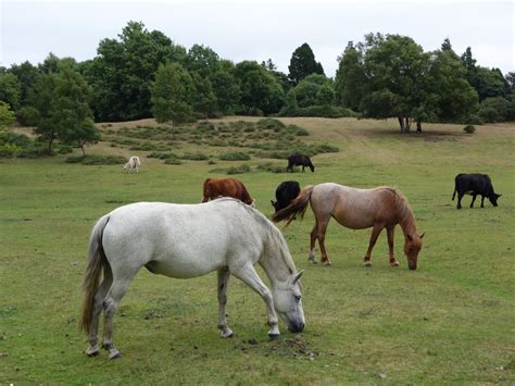 "New Forest ponies" by Victor Naumenko at PicturesofEngland.com