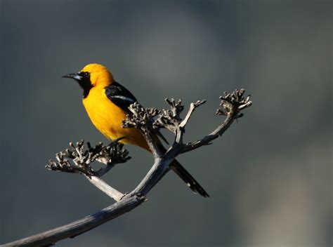 Hooded Oriole | Great Bird Pics