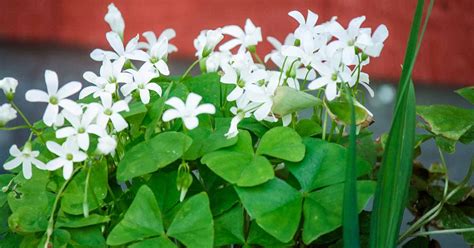 How to Grow and Care for a Shamrock Houseplant