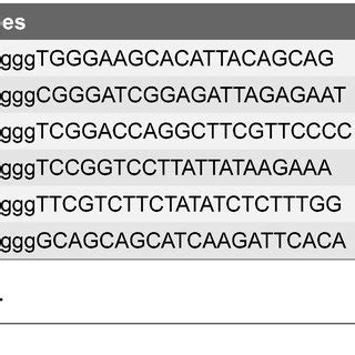 The probes designed for Northern blot. | Download Table