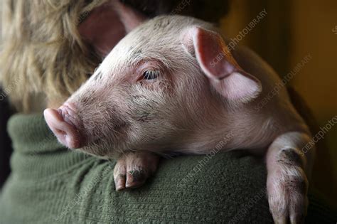 Piglet - Stock Image - E764/0607 - Science Photo Library