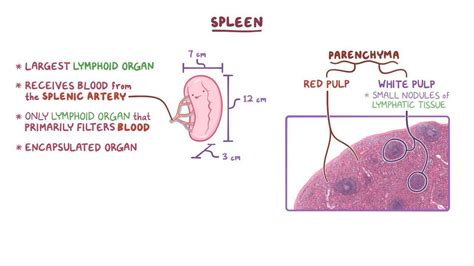 Spleen histology: Video, Anatomy, Definition & Function | Osmosis