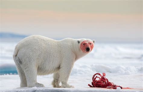 Man Killed by Polar Bear in Norway's Svalbard Islands, Bear Shot and ...