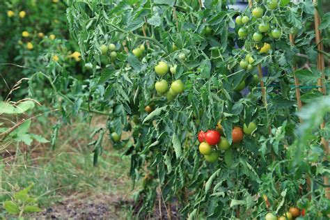 Early Girl Tomato Profile: Caring for A Fast-growing Plant to Yield a ...