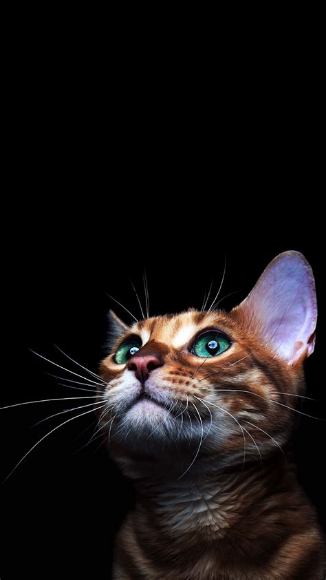 4K CAT AMOLED PHONE WALLPAPER | Iphone wallpaper cat, Cat tattoo, Cat phone wallpaper