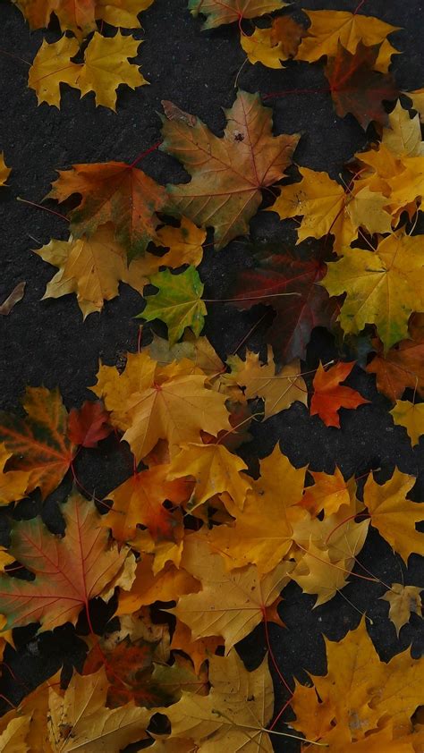 Autumn wallpaper yellow leaves – Artofit