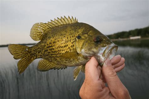 Rock Bass vs. Smallmouth Bass: A Guide to Easy Identification - USAngler