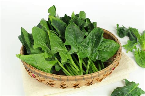 Fresh Spinach, High Protein Stock Image - Image of gravel, gout: 86427803