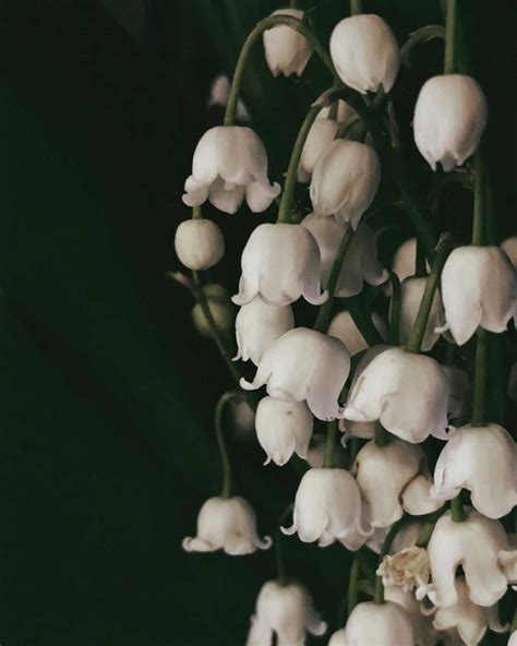 Lily of the valley meaning: discover the symbols and the history behind it