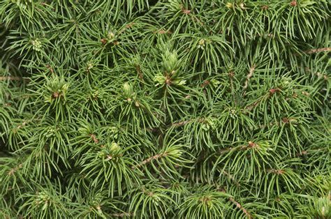 Free photo: Pine Tree Texture - Backdrop, Resource, Organic - Free Download - Jooinn