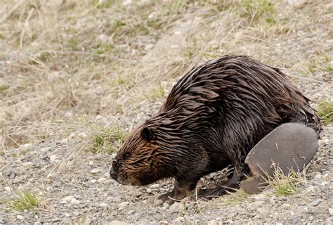 Beaver Tail | Flickr - Photo Sharing!