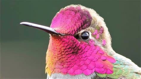 10 Most Beautiful Hummingbirds in the World - YouTube | Beautiful birds ...