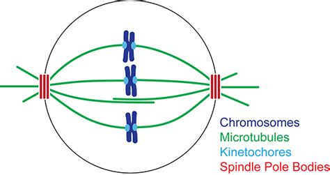 Spindle fibers in mitosis - demoryte