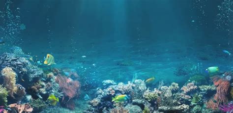 The Benefits Of Coral Reefs For Marine Life – Lazy Seas⛱️