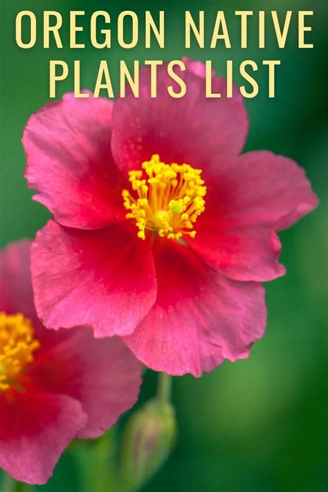 Oregon Native Plants List: 14 Perfect Pacific Northwest Flowers