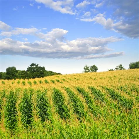 Corn field — Stock Photo © elenathewise #4471065