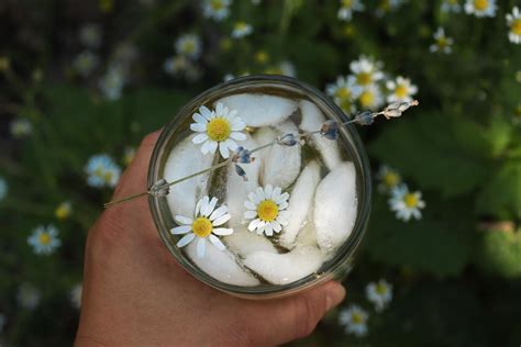 Lavender Chamomile Tea Recipe: How to Make it Hot & Iced | Sprig & Spoon