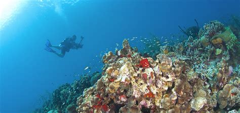 St. Lucia Snorkeling | The Landings Resort & Spa