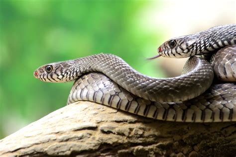 Indian Rat Snake. | Indian Rat Snake (धामिन) | Ashish Shukla | Flickr