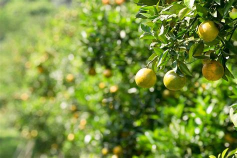 16 Common Citrus Fruit Trees