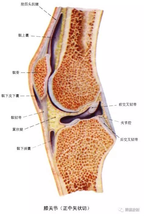 【解剖】膝关节系统解剖图+矢状MRI+示意图