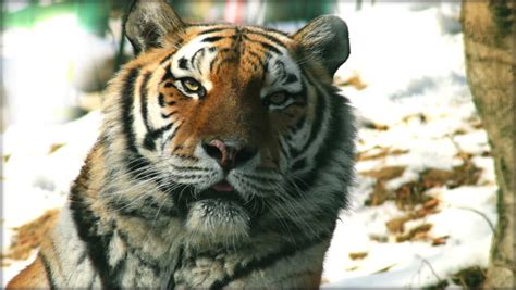 Siberian Tiger In Slow Motion Stock Footage Video 9624575 - Shutterstock