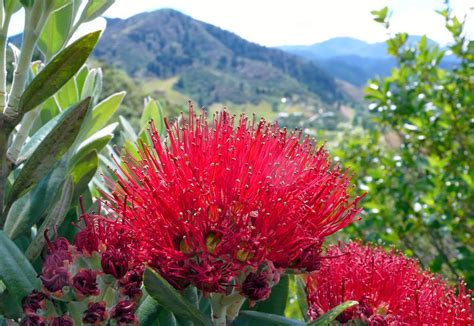 somewhere yonder: Christmas in New Zealand