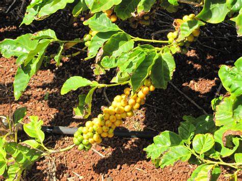 Kauai Coffee Plantation