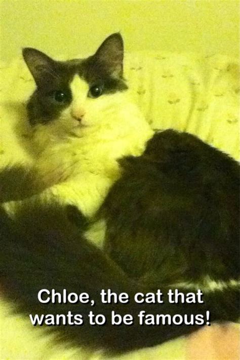 Chloe, the cat that wants to be famous! | Cats, Funny, Animals