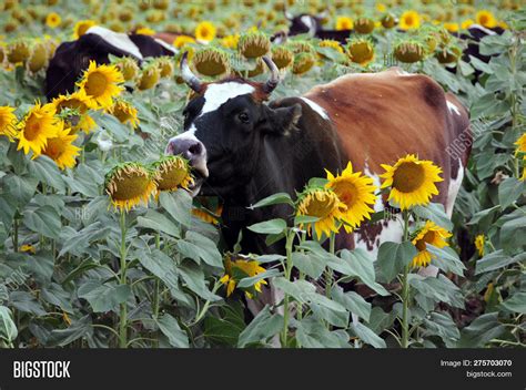 Cow Eats Sunflowers Image & Photo (Free Trial) | Bigstock